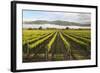 Vineyards in Morning Mist, Renwick, Near Blenheim-Stuart Black-Framed Photographic Print