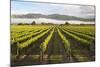 Vineyards in Morning Mist, Renwick, Near Blenheim-Stuart Black-Mounted Photographic Print