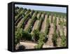 Vineyards in Napa Valley, California, United States of America, North America-Levy Yadid-Framed Stretched Canvas