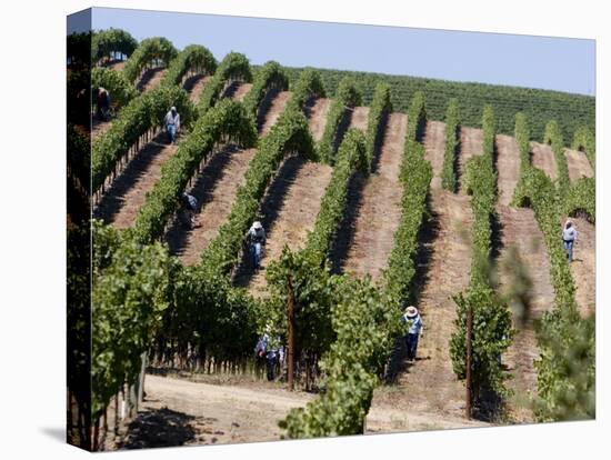 Vineyards in Napa Valley, California, United States of America, North America-Levy Yadid-Stretched Canvas