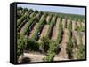 Vineyards in Napa Valley, California, United States of America, North America-Levy Yadid-Framed Stretched Canvas