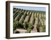 Vineyards in Napa Valley, California, United States of America, North America-Levy Yadid-Framed Photographic Print