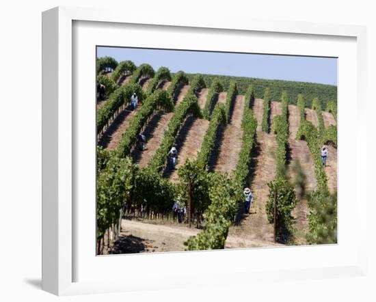 Vineyards in Napa Valley, California, United States of America, North America-Levy Yadid-Framed Photographic Print