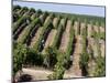 Vineyards in Napa Valley, California, United States of America, North America-Levy Yadid-Mounted Photographic Print