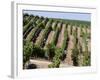 Vineyards in Napa Valley, California, United States of America, North America-Levy Yadid-Framed Photographic Print