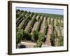 Vineyards in Napa Valley, California, United States of America, North America-Levy Yadid-Framed Photographic Print