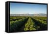 Vineyards in San Joaquin Valley, California, United States of America, North America-Yadid Levy-Framed Stretched Canvas
