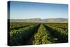 Vineyards in San Joaquin Valley, California, United States of America, North America-Yadid Levy-Stretched Canvas