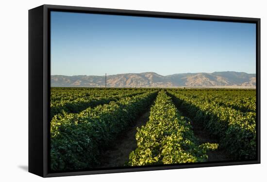 Vineyards in San Joaquin Valley, California, United States of America, North America-Yadid Levy-Framed Stretched Canvas