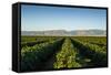 Vineyards in San Joaquin Valley, California, United States of America, North America-Yadid Levy-Framed Stretched Canvas