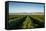 Vineyards in San Joaquin Valley, California, United States of America, North America-Yadid Levy-Framed Stretched Canvas