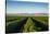 Vineyards in San Joaquin Valley, California, United States of America, North America-Yadid Levy-Stretched Canvas