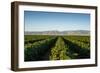 Vineyards in San Joaquin Valley, California, United States of America, North America-Yadid Levy-Framed Photographic Print