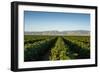 Vineyards in San Joaquin Valley, California, United States of America, North America-Yadid Levy-Framed Photographic Print