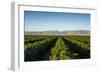 Vineyards in San Joaquin Valley, California, United States of America, North America-Yadid Levy-Framed Photographic Print