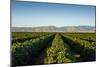 Vineyards in San Joaquin Valley, California, United States of America, North America-Yadid Levy-Mounted Photographic Print