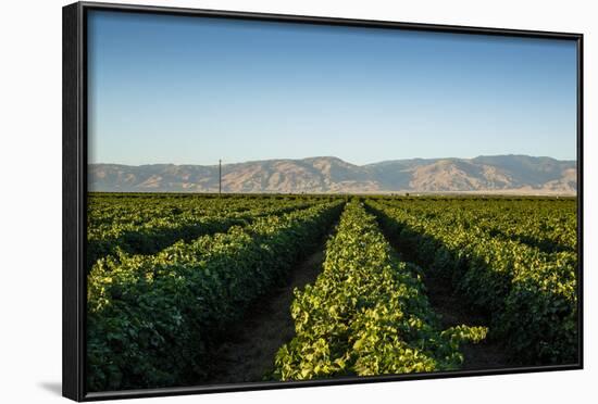 Vineyards in San Joaquin Valley, California, United States of America, North America-Yadid Levy-Framed Photographic Print