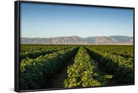 Vineyards in San Joaquin Valley, California, United States of America, North America-Yadid Levy-Framed Photographic Print