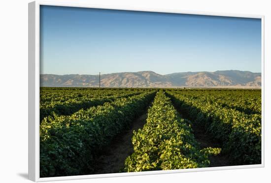 Vineyards in San Joaquin Valley, California, United States of America, North America-Yadid Levy-Framed Photographic Print