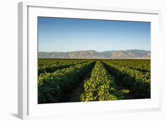 Vineyards in San Joaquin Valley, California, United States of America, North America-Yadid Levy-Framed Photographic Print