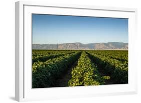 Vineyards in San Joaquin Valley, California, United States of America, North America-Yadid Levy-Framed Photographic Print