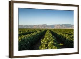 Vineyards in San Joaquin Valley, California, United States of America, North America-Yadid Levy-Framed Photographic Print