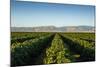 Vineyards in San Joaquin Valley, California, United States of America, North America-Yadid Levy-Mounted Photographic Print