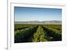 Vineyards in San Joaquin Valley, California, United States of America, North America-Yadid Levy-Framed Photographic Print