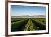 Vineyards in San Joaquin Valley, California, United States of America, North America-Yadid Levy-Framed Photographic Print