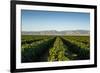 Vineyards in San Joaquin Valley, California, United States of America, North America-Yadid Levy-Framed Photographic Print