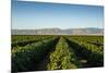 Vineyards in San Joaquin Valley, California, United States of America, North America-Yadid Levy-Mounted Photographic Print