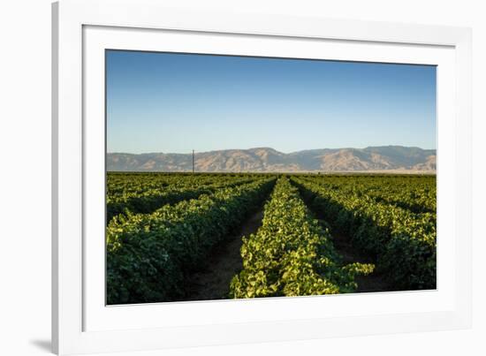 Vineyards in San Joaquin Valley, California, United States of America, North America-Yadid Levy-Framed Photographic Print