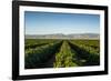 Vineyards in San Joaquin Valley, California, United States of America, North America-Yadid Levy-Framed Photographic Print