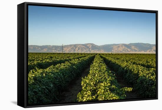 Vineyards in San Joaquin Valley, California, United States of America, North America-Yadid Levy-Framed Stretched Canvas