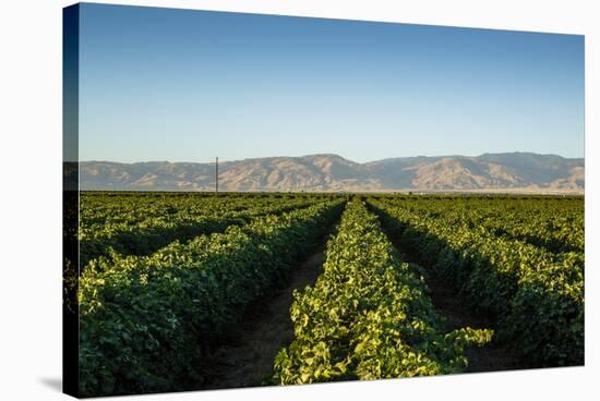 Vineyards in San Joaquin Valley, California, United States of America, North America-Yadid Levy-Stretched Canvas