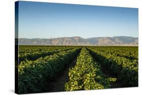 Vineyards in San Joaquin Valley, California, United States of America, North America-Yadid Levy-Stretched Canvas