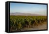 Vineyards in San Joaquin Valley, California, United States of America, North America-Yadid Levy-Framed Stretched Canvas