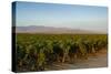 Vineyards in San Joaquin Valley, California, United States of America, North America-Yadid Levy-Stretched Canvas