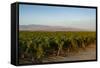 Vineyards in San Joaquin Valley, California, United States of America, North America-Yadid Levy-Framed Stretched Canvas