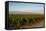 Vineyards in San Joaquin Valley, California, United States of America, North America-Yadid Levy-Framed Stretched Canvas