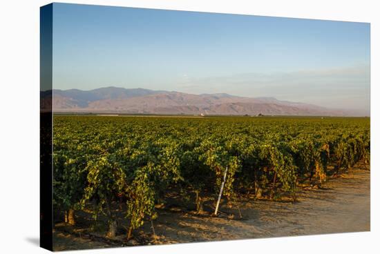 Vineyards in San Joaquin Valley, California, United States of America, North America-Yadid Levy-Stretched Canvas