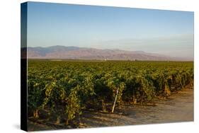 Vineyards in San Joaquin Valley, California, United States of America, North America-Yadid Levy-Stretched Canvas