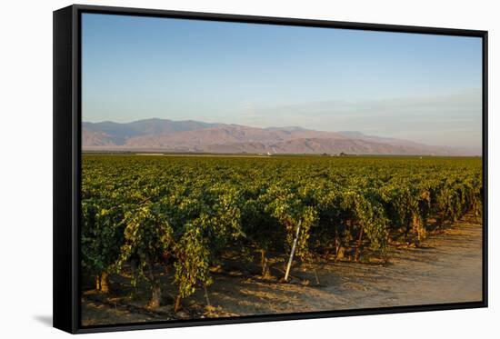 Vineyards in San Joaquin Valley, California, United States of America, North America-Yadid Levy-Framed Stretched Canvas