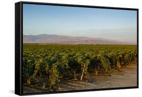 Vineyards in San Joaquin Valley, California, United States of America, North America-Yadid Levy-Framed Stretched Canvas