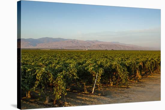 Vineyards in San Joaquin Valley, California, United States of America, North America-Yadid Levy-Stretched Canvas