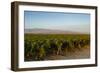 Vineyards in San Joaquin Valley, California, United States of America, North America-Yadid Levy-Framed Photographic Print