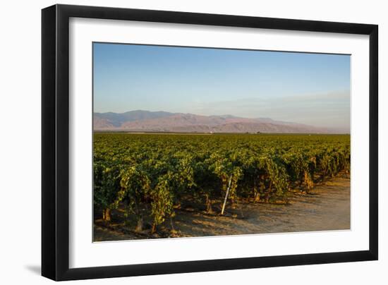 Vineyards in San Joaquin Valley, California, United States of America, North America-Yadid Levy-Framed Photographic Print