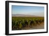 Vineyards in San Joaquin Valley, California, United States of America, North America-Yadid Levy-Framed Photographic Print