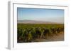 Vineyards in San Joaquin Valley, California, United States of America, North America-Yadid Levy-Framed Photographic Print