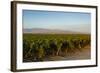 Vineyards in San Joaquin Valley, California, United States of America, North America-Yadid Levy-Framed Photographic Print